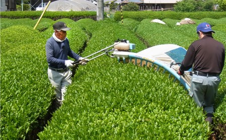 満田製茶　番茶日野の里　お徳用4kgセット