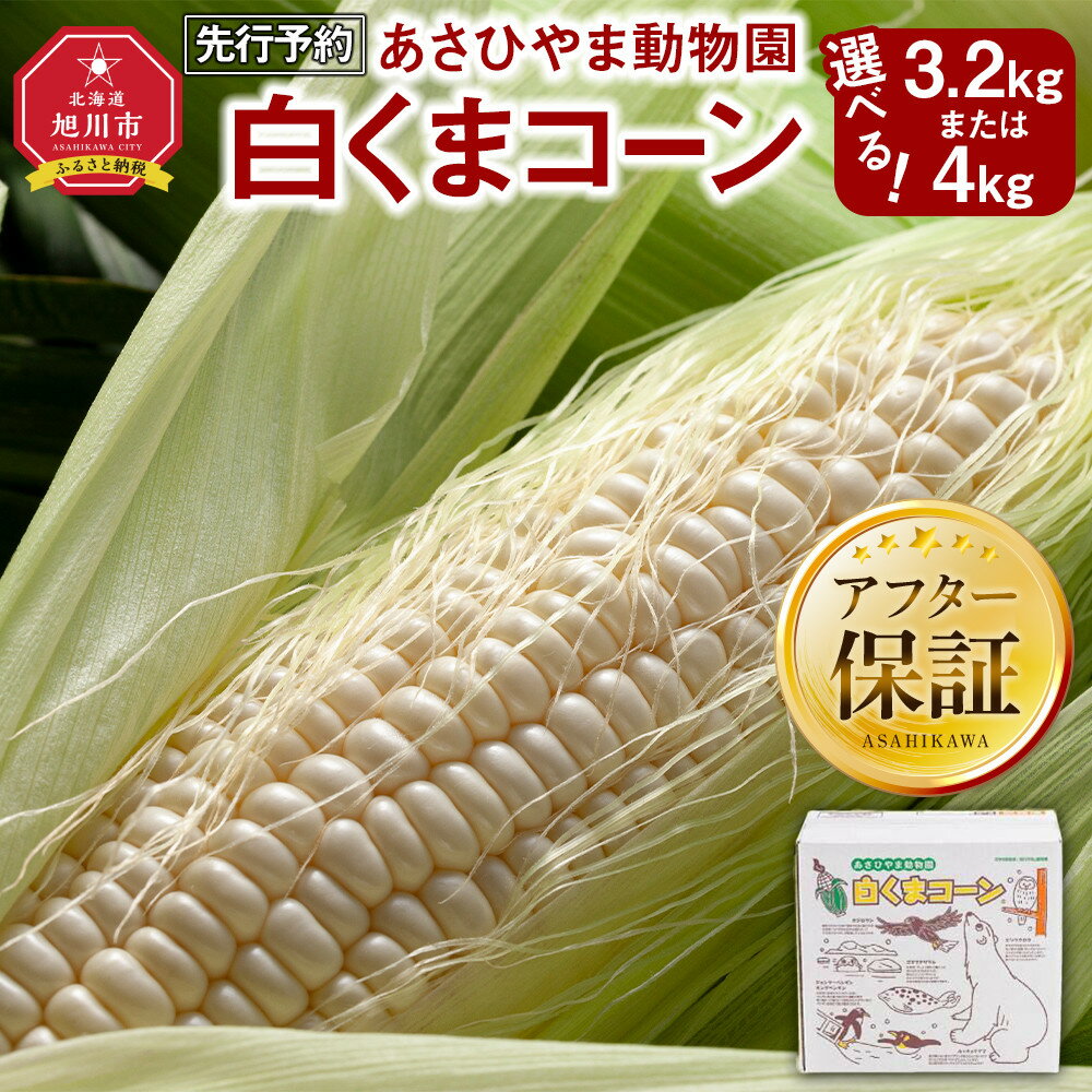 【ふるさと納税】【26年発送先行予約/容量選択可能】あさひやま動物園しろくまコーン8～10本（約3.2kg～4kg）2026年8月下旬から発送開始予定 | 白いとうもろこし 白いスイートコーン ホワイトレディ コーン ピュアホワイト 旭川市