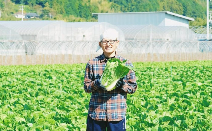 【先行予約】　【11月下旬から順次発送】 白菜 3Lサイズ×2玉（約5kg）　はくさい ハクサイ 旬　野菜 国産 新鮮 愛媛県大洲市/ふじた農園 [AGDH007]