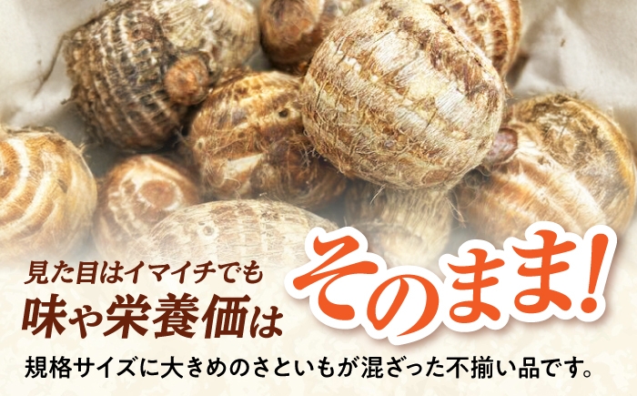 さといも 野菜 里芋 サトイモ イモ 大和 不揃い 島根 松江