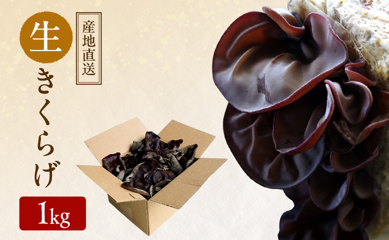 【 産地直送 】 有機JAS 生きくらげ 1kg  オーガニック きくらげ 野菜 きのこ 岡山県 玉野市 栽培期間中化学肥料不使用 栽培期間中農薬不使用 野菜セット