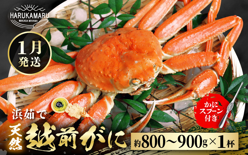 
            【先行予約】≪浜茹で≫ 地物！天然！越前がに 生の状態で約800g～900g × 1杯 かにスプーン付き はるか丸厳選！獲れたて！茹でたてをお届けします！【2025年1月上旬以降順次発送予定】【冷蔵 本場の味 ボイル 越前ガニ 蟹 茹で ずわいがに ズワイガニ 福井 日本海】[m36-x003_01]
          
