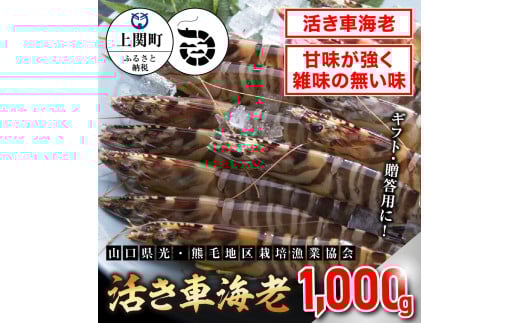 C-4　活き車えび1,000g　【山口県光・熊毛地区栽培漁業協会】（１２月発送分）