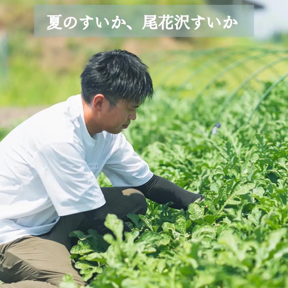 尾花沢プレミアすいか 祭りばやし777 大玉 6Lサイズ(約11kg~)  1玉 令和8年産 nf-su6xm1