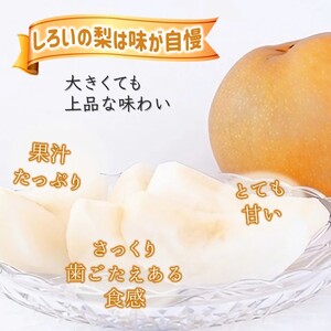 【今秋収穫分予約受付】新高 5kg 7～10玉 しろいの梨 JA西印旛農産物直売所やおぱぁく