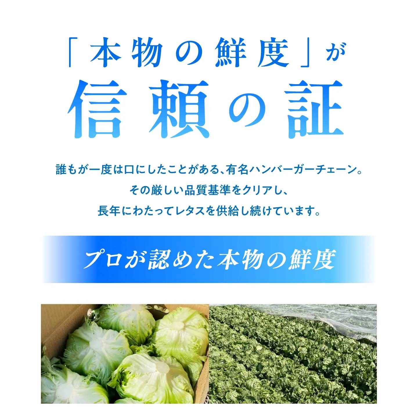 レタス 約4kg(6～7玉)/ れたす 野菜 やさい / 南島原市 / 株式会社松尾青果[SGU006]