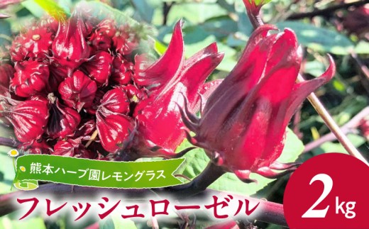 熊本ハーブ園レモングラス　フレッシュローゼル(2kg)_U42-0021