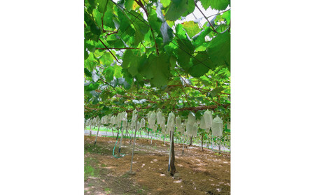 内子町産　シャインマスカット　秀品　2房　1.0kg｜ｼｬｲﾝﾏｽｶｯﾄ ｼｬｲﾝﾏｽｶｯﾄ ｼｬｲﾝﾏｽｶｯﾄ ｼｬｲﾝﾏｽｶｯﾄ ｼｬｲﾝﾏｽｶｯﾄ