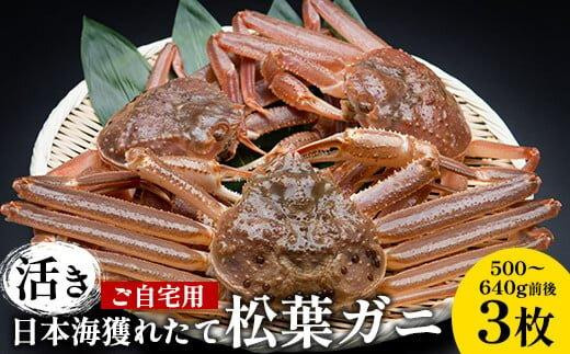 111.【活き】訳あり ご自宅用 日本海獲れたて 松葉ガニ 500～640g前後 3枚 ※2026年11月上旬～2027年3月上旬頃に順次発送予定【家庭用 松葉ガニ 松葉蟹 蟹 かに 甲殻類 ズワイガ