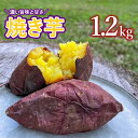 【ふるさと納税】＼濃い旨味と甘さ／ 焼き芋 1.2kg 紅はるか シルクスイート さつまいも 紅はるか シルクスイート サツマイモ 甘藷 焼き芋 スイーツ おだやか焼きいも