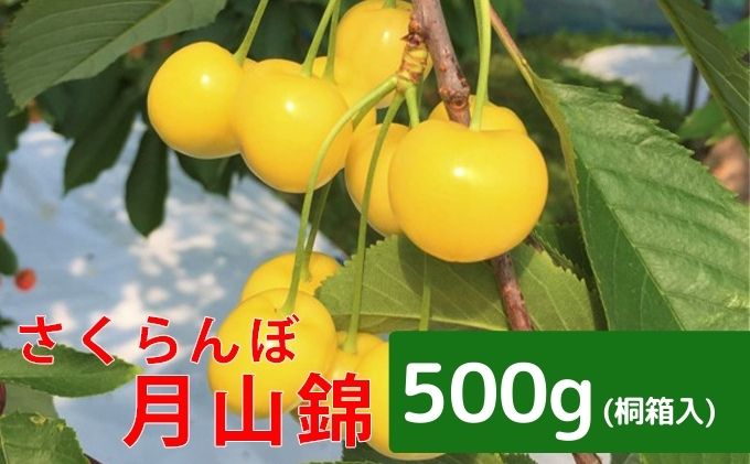 北海道 仁木町産 さくらんぼ【 月山錦 】一段並べ 桐箱入り