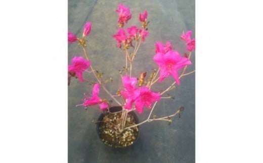 四季咲きミツバツツジ(元の助) 樹高約30cm 取扱説明書付き