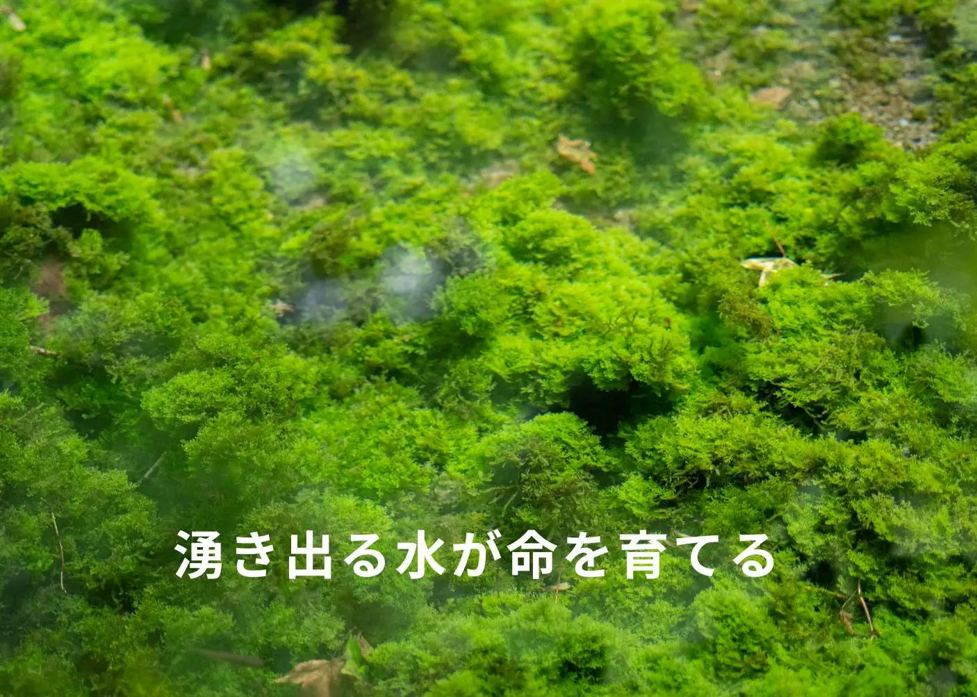 【阿蘇 郷乃舎】阿蘇高原 農家直送こだわり野菜と阿蘇特産品セット お野菜8~10品 ＋ASOMILK のむヨーグルト 野菜ソムリエ上級プロ厳選 ASOMILK のむヨーグルト 牛乳 阿蘇ミルク 阿部牧