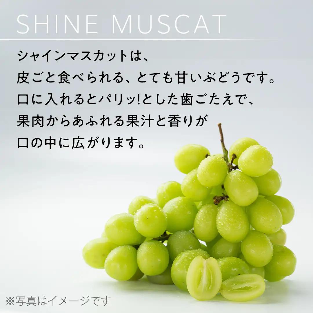 【 2026年9月上旬から発送開始 】 シャインマスカット ご家庭用 1.4kg 以上（ 2房 ～ 3房 ） マスカット ぶどう 葡萄 旬 果物 くだもの フルーツ 訳あり 自宅用 家庭用 数量限定 