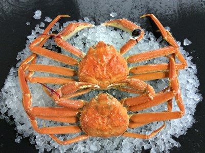 【松葉ガニ/3月上旬までの受付】【魚倉】五輝星 ボイル 松葉ガニ （特特大1.2kg）