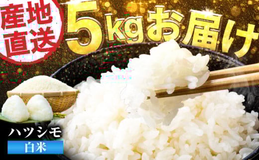 【令和6年度産】岐阜県産米ハツシモ5kg ハツシモ 白米 精米 米　岐阜市 / 藍川ファーム [ANHI001]