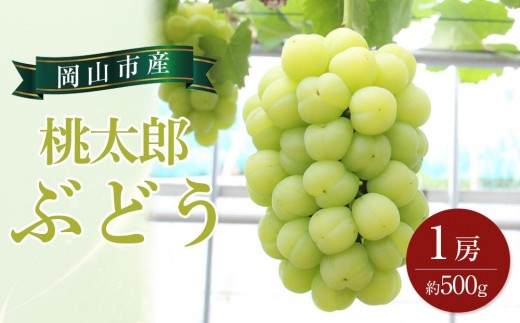 
                  ぶどう 2027年 桃太郎 ぶどう 1房 約500g ブドウ 葡萄  岡山市産 国産 フルーツ 果物 ギフト
                