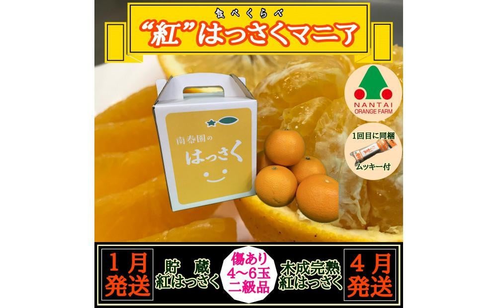 
1・4月発送 全2回 定期便 紅はっさく マニア 貯蔵 ＆ 木成完熟 傷あり 二級品 4 ～ 6玉 化粧箱 和歌山 有田 南泰園
