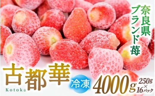 
                  ブランド苺 冷凍 古都華 約4kg [250g×16パック] /若手農家 地域応援 古都華 いちご 冷凍いちご イチゴ 苺 奈良 奈良県産いちご 葛城市 産直 高級 甘い 濃厚 あかい フルーツ 限定 果物 旬 スイーツ ギフト ふるさと納税 人気 ランキング 1位【smlk033】
                