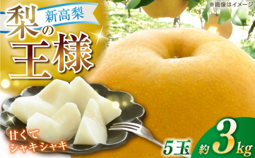 【先行予約】 新高梨 約3kg（5玉） 〈2026年9月20日〜10月末発送〉 / 高知県 高知市 高知 針木 新高梨 梨 なし ナシ 和梨 3㎏ 3キロ 果物 フルーツ デザート 贈り物 ギフト プ