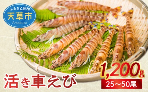 
                  【鮮度抜群】厳選・幸福堂の活き車えび(1,200g)_S005-003-sku
                