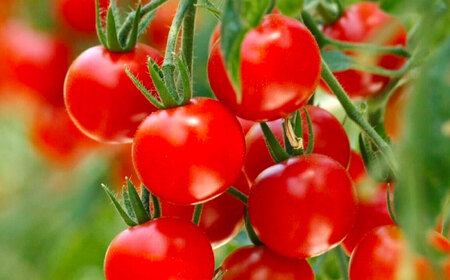 【先行予約】　 100％ トマトジュース 180ml×4本 トマト 野菜 健康 愛西市／株式会社石原農園[AEBG003]