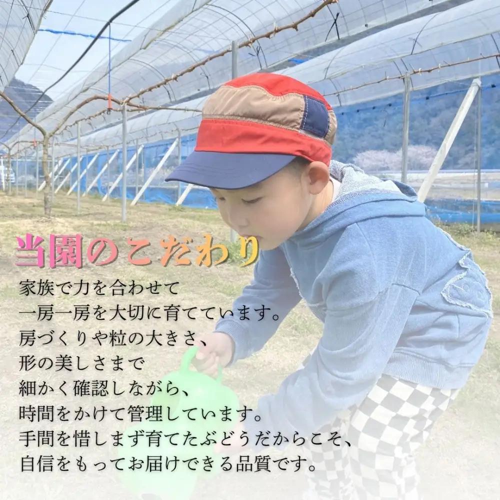 岡山県産 ぶどう 詰め合わせ【福袋】 １.8キロ以上 （ シャインマスカット 1キロ以上 お約束） |  葡萄 ぶどう シャインマスカット フルーツ 果物 くだもの  国産 食品 人気 おすすめ 送料