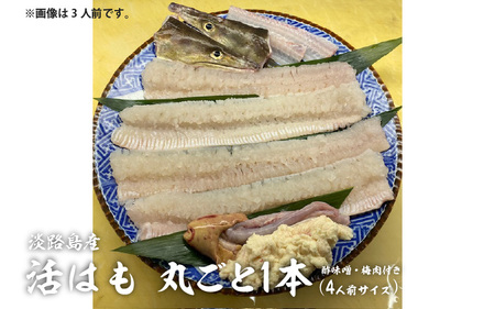 【先行予約】淡路島産活はも 丸ごと1本　4人前サイズ　酢味噌・梅肉付き　※2026年5月上旬より順次発送予定 / はも