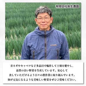 キャベツ レッドキャベツ 厳選 大玉 2玉 (1玉1.5kg以上)  紫キャベツ キャベツ