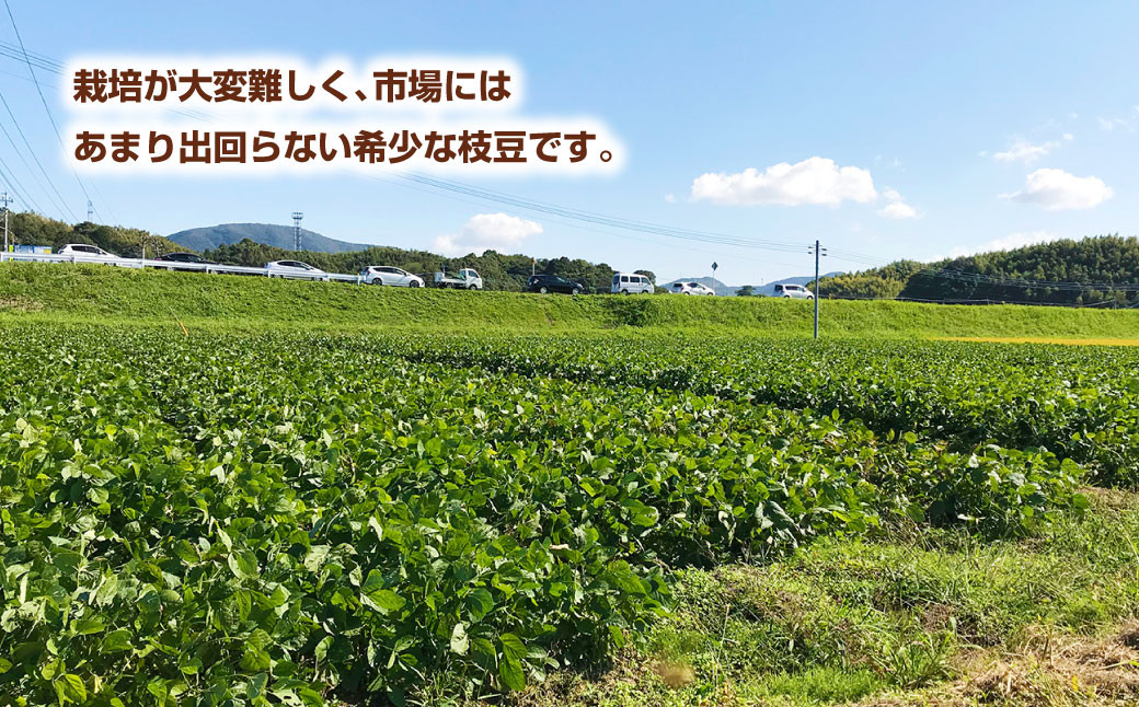 栽培が大変難しく、市場にはあまり出回らない希少な枝豆です。