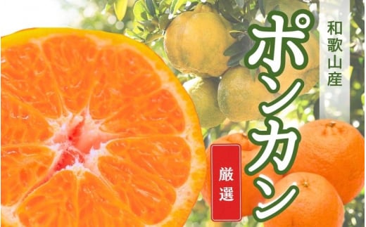 【先行予約】厳選ポンカン5kg+250g（傷み補償分）＜１月より発送＞/ みかん ミカン 有田みかん 柑橘 フルーツ 果物 和歌山 オレンジ【ikd189A】