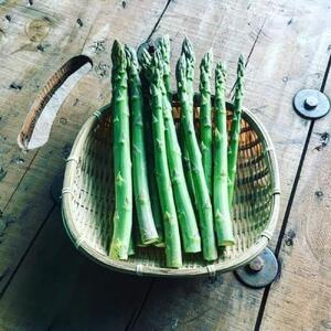 ＜2026年4月中旬よりお届け＞北海道壮瞥産 大作農園の「春採りグリーンアスパラM～LL混合」約300gとセミドライトマトオイル漬け1瓶（110g）のセット【 ふるさと納税 人気 おすすめ ランキング