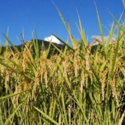 ふるさと納税 宍粟市 【令和7年産】しそうのおいしい お米 キヌヒカリ 玄米 30kg I4 |  | 03