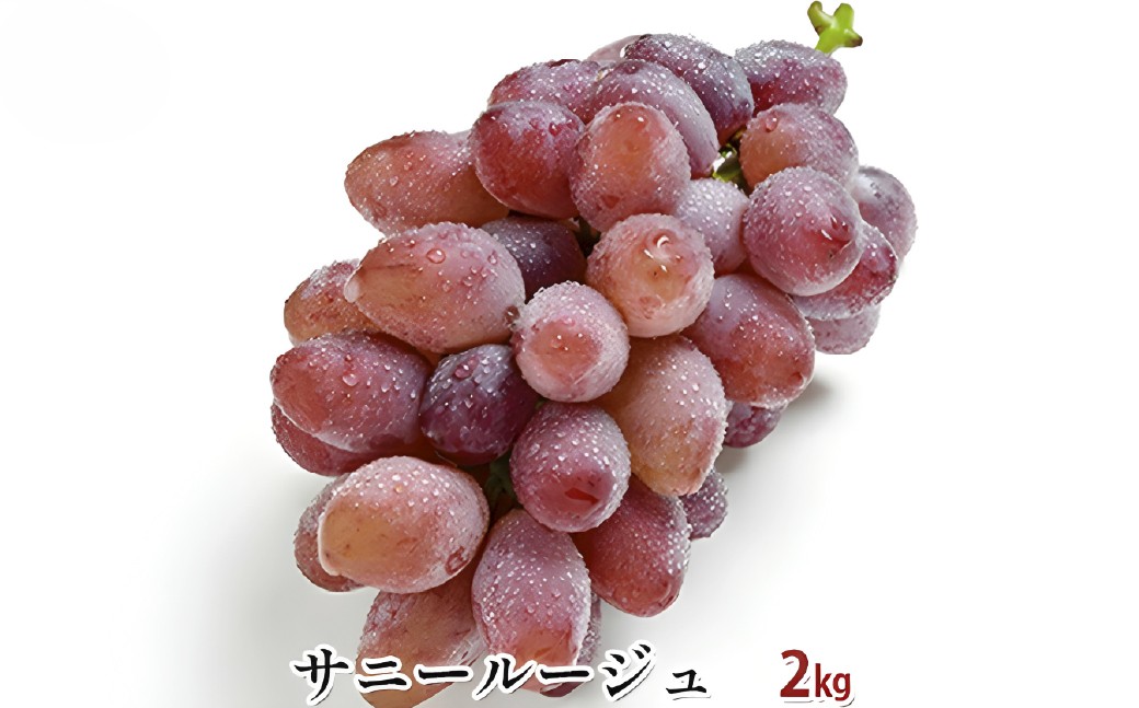 
                  サニールージュ 約 2kg （3～6房） 果物類 ブドウ 葡萄 フルーツ 果物 デザート 山梨県産 【2026年8月中順次発送予定】 山梨県 身延町
                