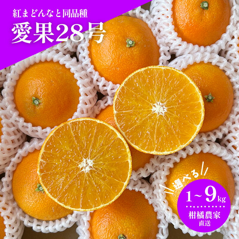 【ふるさと納税】 【2026年11月下旬から発送予定】 愛果28号（紅まどんなと同品種） 1.0 / 3.0 / 6.0 / 9.0kg ｜みかん 愛果 蜜柑 松山市産みかん 柑橘 ミカン 蜜柑 みかん 果物 オススメみかん フルーツ あいか みかん あまい 甘い おいしい 美味しい うまい 酸味 松山 愛媛