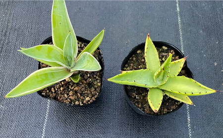 アガベ sp. ピロン クバ ＆ アガベ ベネズエラ 各1株 Agave sp pilon kuba ＆ Agave desmettiana 長与町/アグリューム[EAI197]