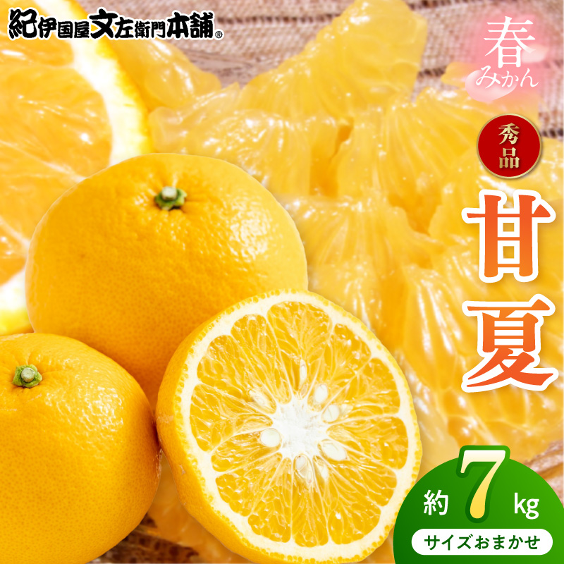 【2027年先行予約】甘夏(あまなつ)秀品約7kg 和歌山県有田産 春みかん 春柑橘 (果実サイズおまかせ)/紀伊国屋文左衛門本舗_V7416