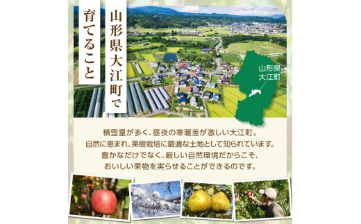 ≪先行受付≫ふじりんご 5kg パック詰め（特秀） 【2026年11月中旬～順次発送予定】