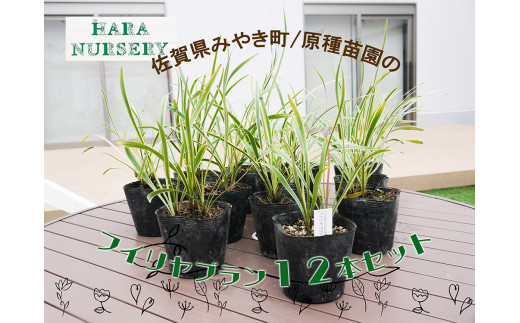 
BS147_フイリヤブラン12本セット　花 苗 植物 家庭菜園 花壇 プランター
