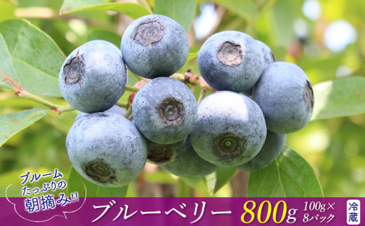 ブルームたっぷり！朝摘みブルーベリー800g（冷蔵）【7月発送分】　ブルーベリー ベリー 果物 フルーツ 冷蔵 旬 期間限定 季節限定 数量限定 完熟 朝摘み とれたて 新鮮 直送 ブルーム ラビットアイ 大玉 甘い 有機肥料 ヨーグルト アイス シャーベット おすすめ 房総 千葉県 富津市 モリタ農園
