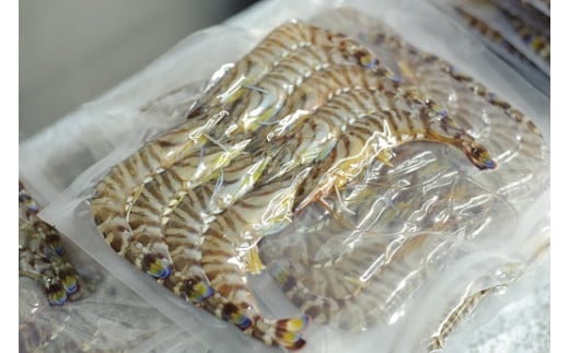 【予約受付 1月より順次発送】こだわりの車海老　有頭車海老（冷凍）250ｇ×3パック F009