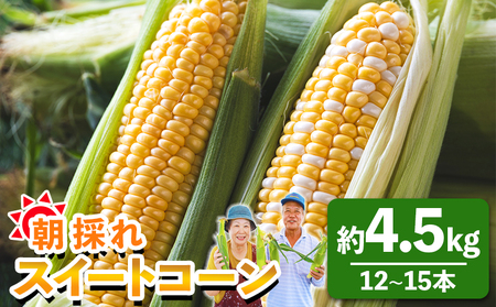 朝採れスイートコーン 4.5kg (12～15本) - 野菜 とうもろこし とうきび トウキビ BBQ キャンプ 旬 おやつ 特産品 数量限定 季節限定 期間限定 sg-0006