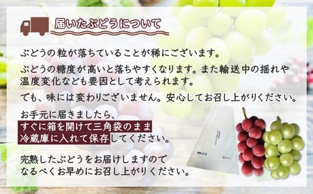 ぶどう 予約受付 2kg 4～8房 2種以上 巨峰 シナノスマイル ハニービーナス オリンピア など おまかせ 完熟 露地栽培 石井ぶどう園（白井ぶどう組合）