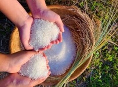 【先行予約】【新米】令和7年産 日野川源流の秘境で育てた 日南町産コシヒカリ 5kg 白米 精米 米 お米 おこめ 鳥取県日南町 こしひかり なかまる