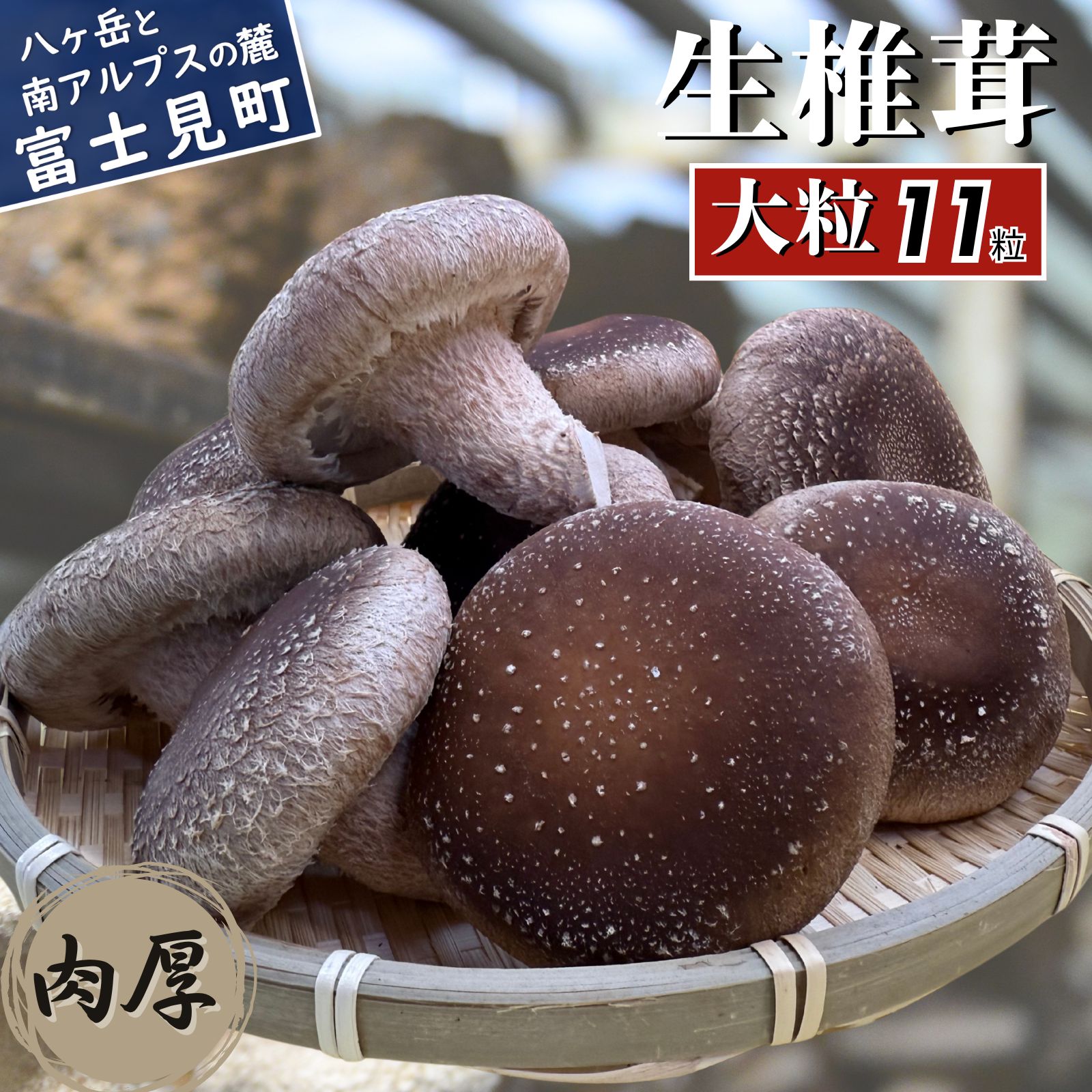 【ふるさと納税】 先行予約 肉厚 大粒 生しいたけ 11粒 八ヶ岳山麓育ち 国産 朝採れ 安心安全 農薬不使用 ハウス栽培 芳醇な香り 椎茸 信州 送料無料 【発送時期：9月～翌年5月の期間】