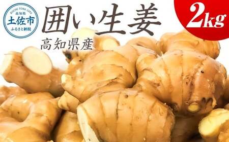 囲生姜 2kg /2キロ しょうが ショウガ 新鮮野菜 野菜 お取り寄せ 美味しい 料理 生姜焼き 薬味 調味料 新鮮 国産 日本産 ジンジャー 常温 配送【JA高知県とさし】 [BQCF007]