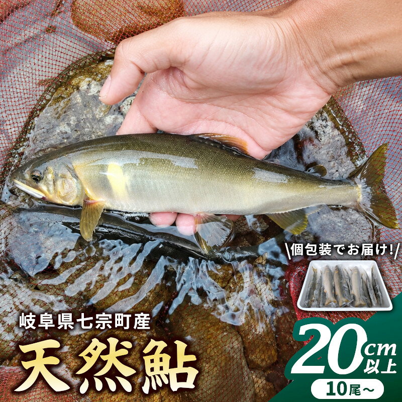 【ふるさと納税】※岐阜県産天然鮎七宗町産(20cm以上) ※2026年6月中旬より順次発送予定 ◇