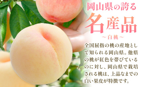 【2027年発送】岡山の桃 十撰 10種 計10kg【配送不可地域あり】