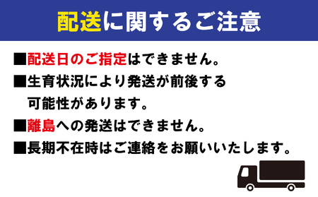 小原紅早生みかん 約2kg 大玉 2L~3Lサイズ 常温 先行予約 フルーツ 果物 柑橘 小原紅早生 みかん ふるさと納税みかん 香川県 丸亀市 ﾐｶﾝﾐｶﾝﾐｶﾝﾐｶﾝﾐｶﾝ