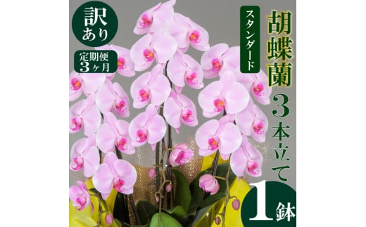 母の日 ギフト 花 人気 【定期便3ヶ月】【訳あり】胡蝶蘭 3本立て ピンク スタンダード お祝い プレゼント 贈り物 贈答 須崎洋蘭園 SY9000